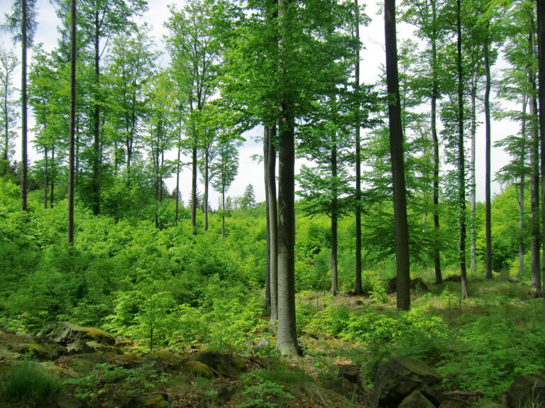 Obnova porostu
