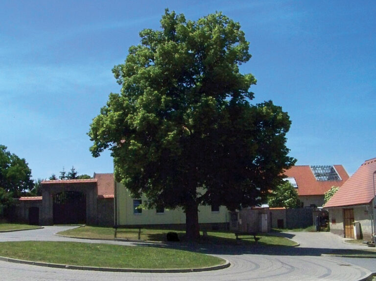Lípa svobody